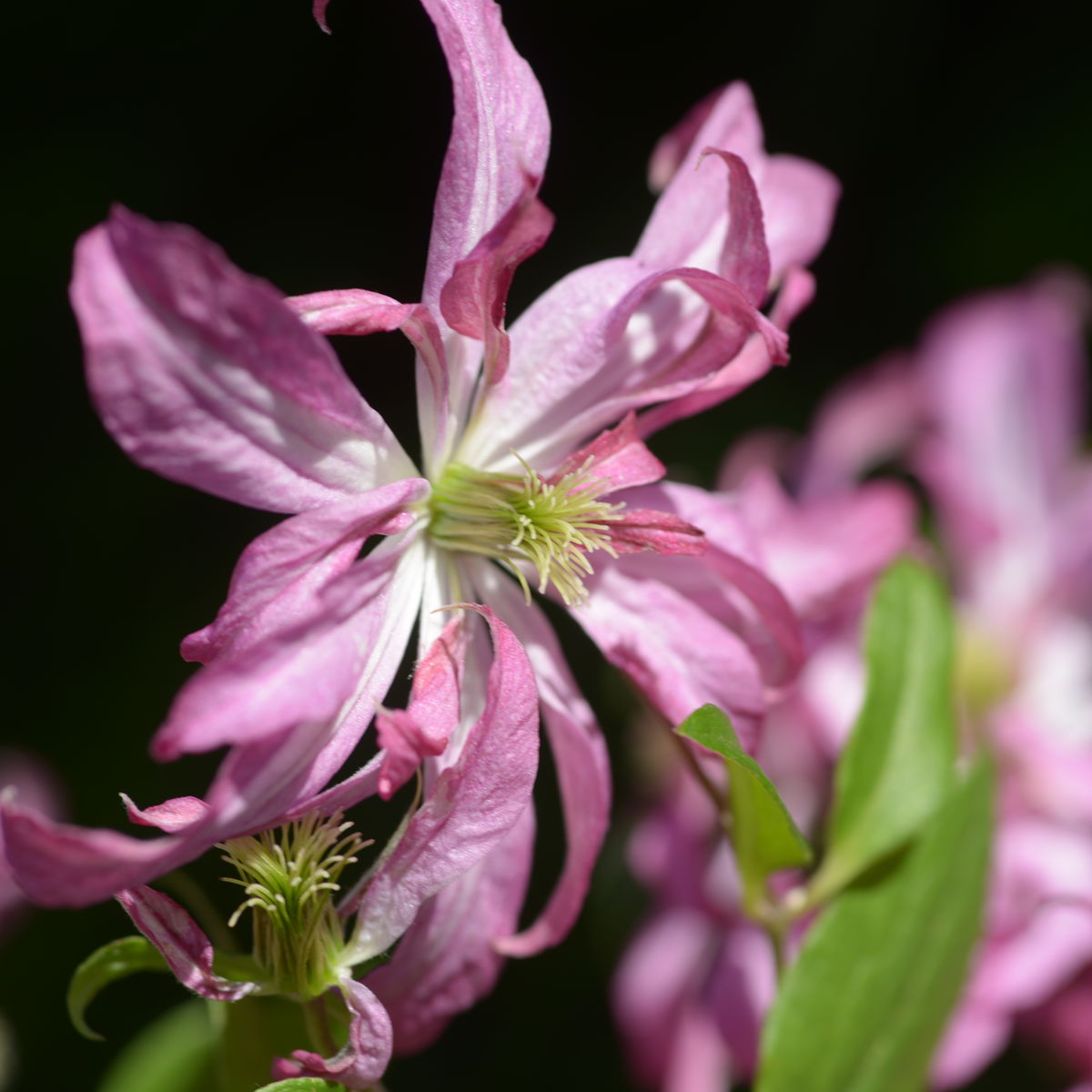 Clematis Glorious Surprise - imagine 2