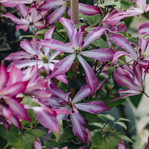 Clematis Glorious Surprise