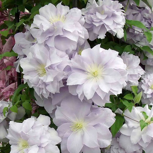Clematis Louise Rowe