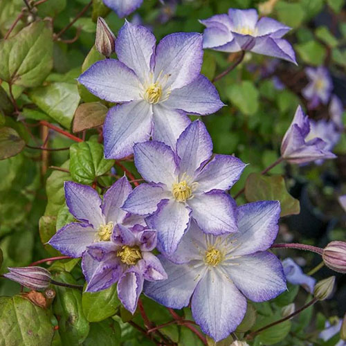 Clematis Lucky Charm