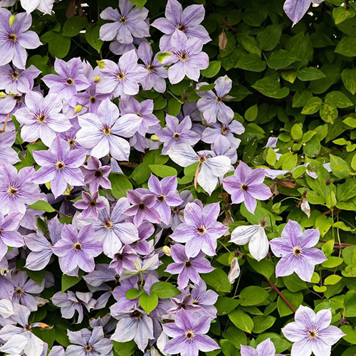 Clematis Mandy