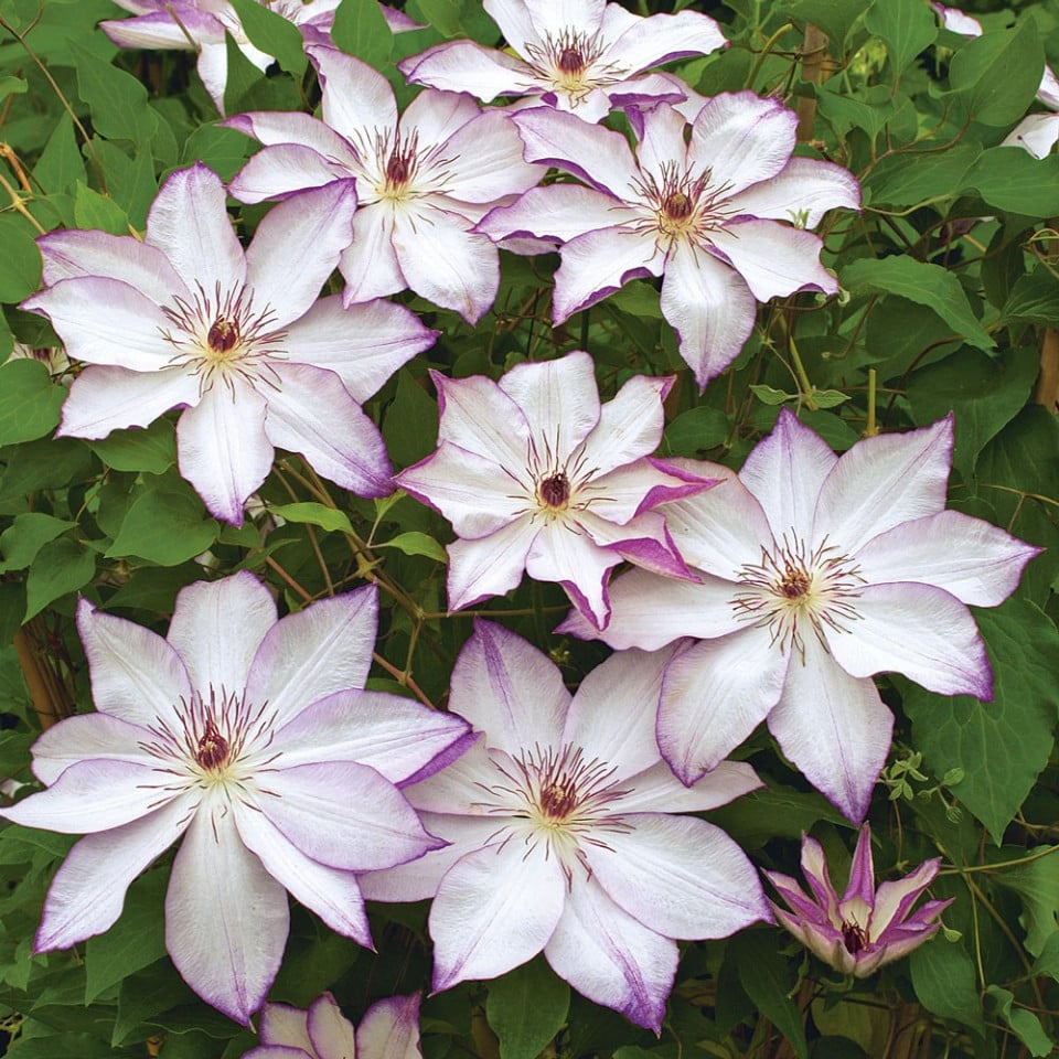 Clematis Omoshiro - imagine 3