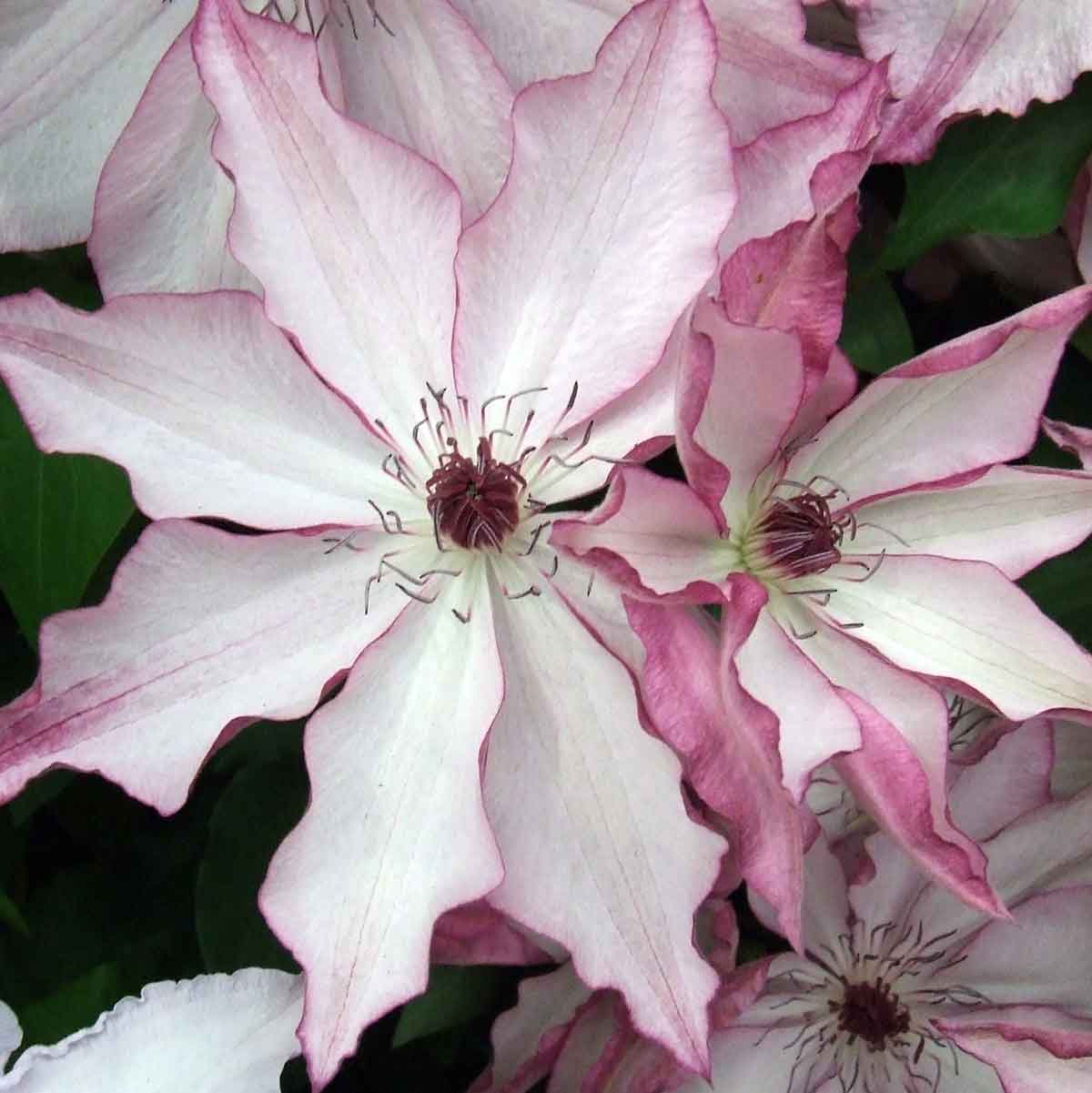 Clematis Omoshiro - imagine 4