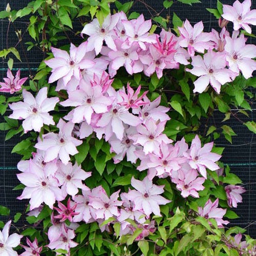 Clematis Omoshiro