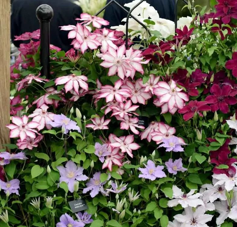 Clematis Picootee - imagine 2