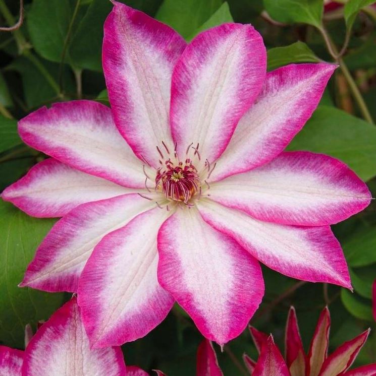 Clematis Picootee - imagine 3