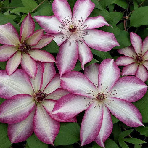 Clematis Picootee