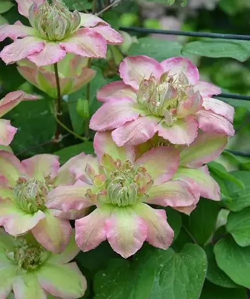 Clematis Pistachio Cake - imagine 3