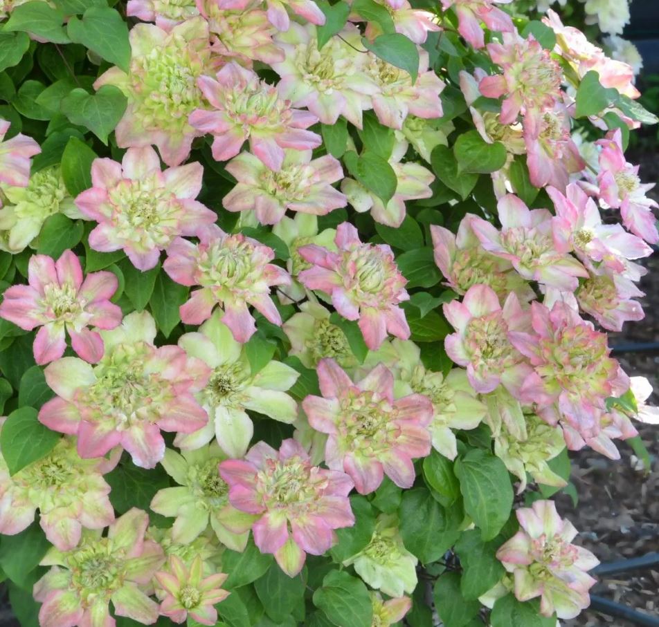 Clematis Pistachio Cake - imagine 2