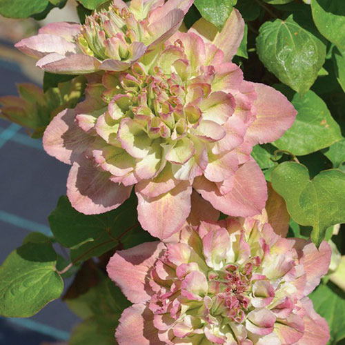 Clematis Pistachio Cake