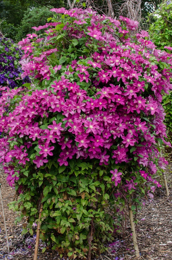 Clematis Remembrance - imagine 4