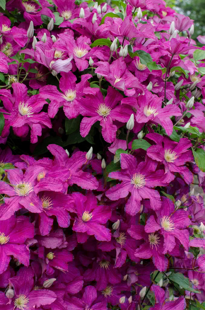 Clematis Remembrance - imagine 3