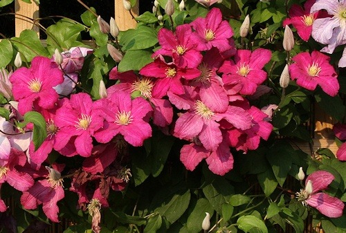 Clematis Remembrance - imagine 2