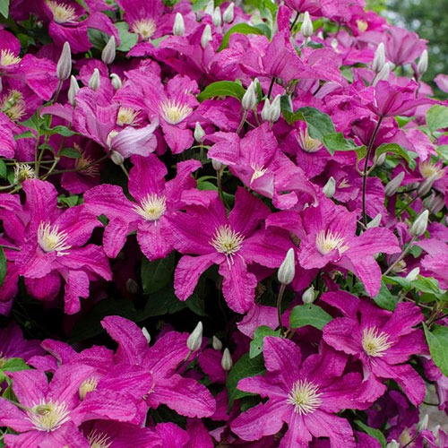 Clematis Remembrance