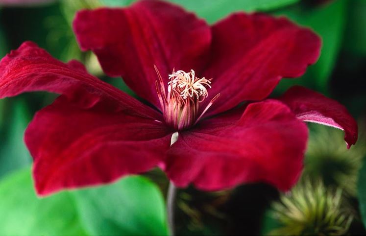Clematis Rouge Cardinal - imagine 2