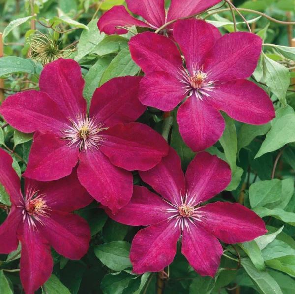 Clematis Rouge Cardinal - imagine 3