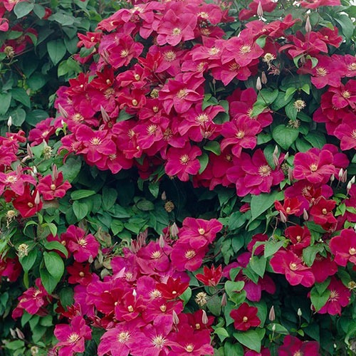 Clematis Rouge Cardinal