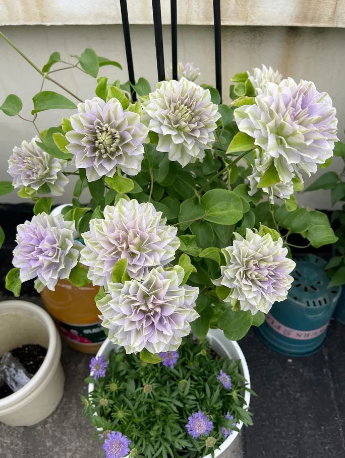 Clematis Ruriokoshi - imagine 2