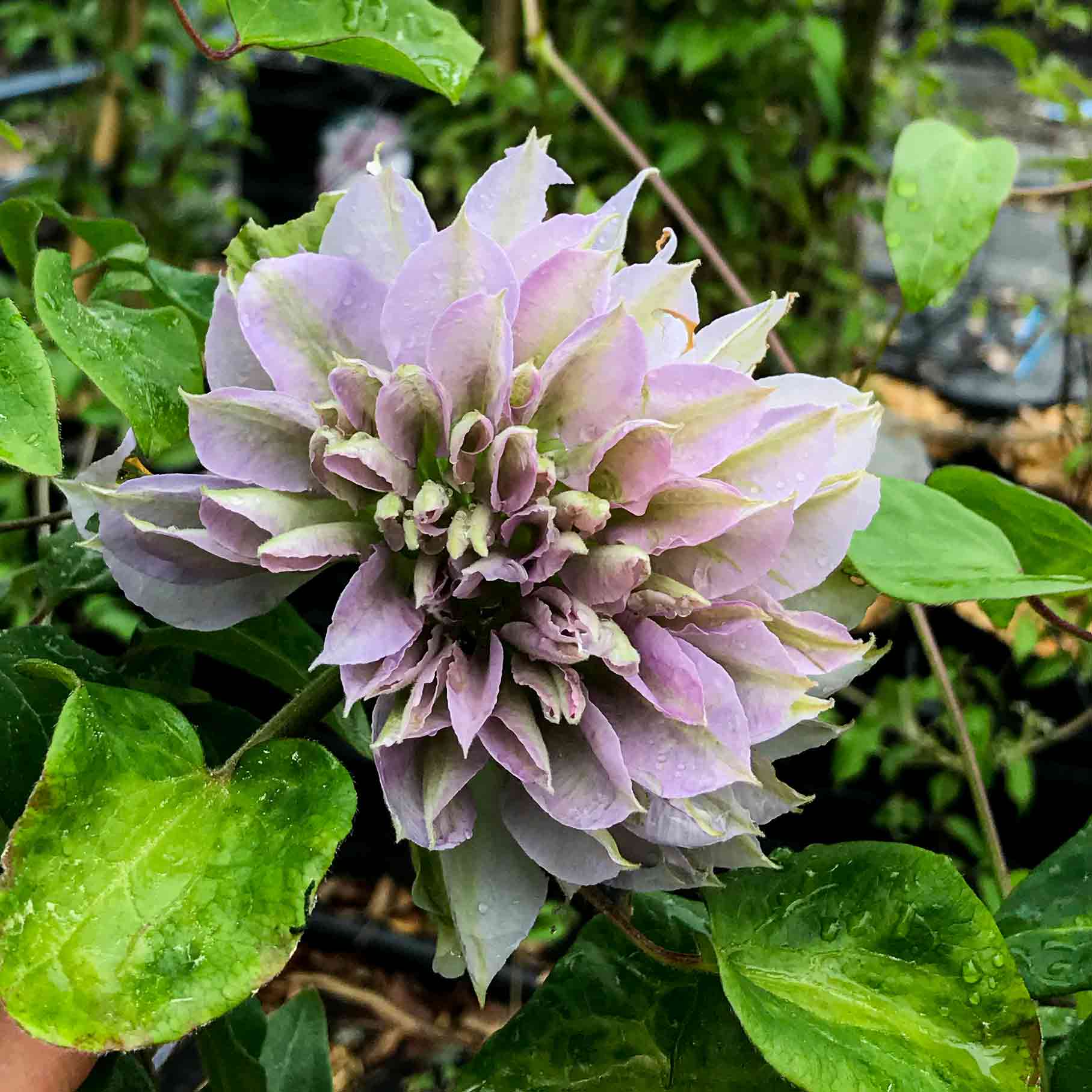 Clematis Ruriokoshi - imagine 4