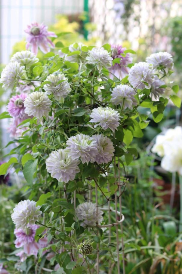 Clematis Ruriokoshi - imagine 3