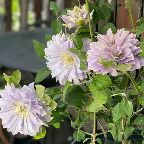 Clematis Ruriokoshi