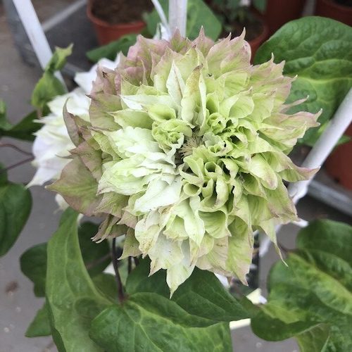 Clematis Sen-No-Kaze - imagine 4