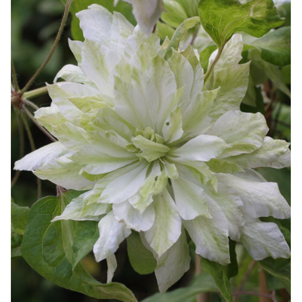 Clematis Sen-No-Kaze - imagine 3