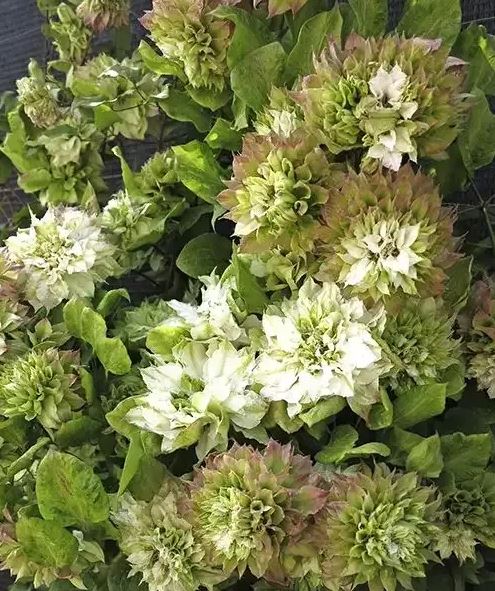 Clematis Sen-No-Kaze - imagine 2