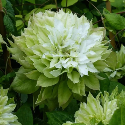 Clematis Sen-No-Kaze