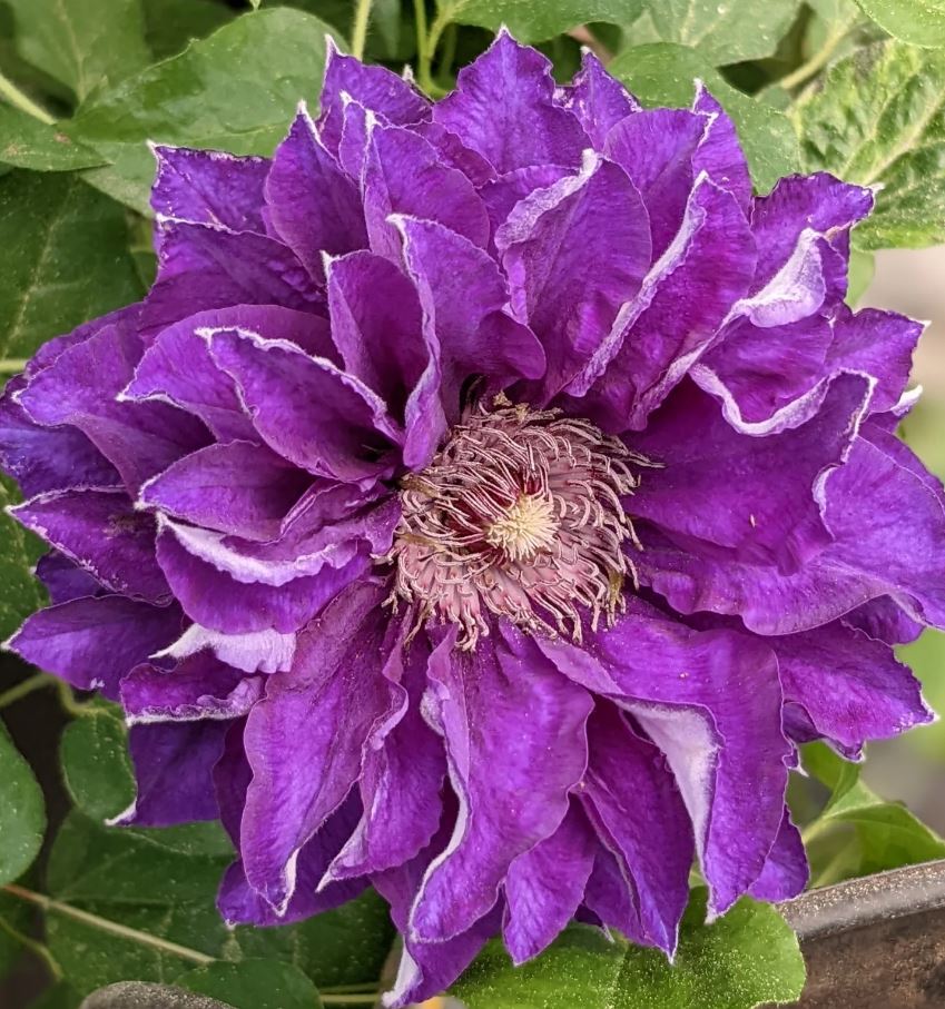 Clematis Shin-Shigyoku - imagine 3