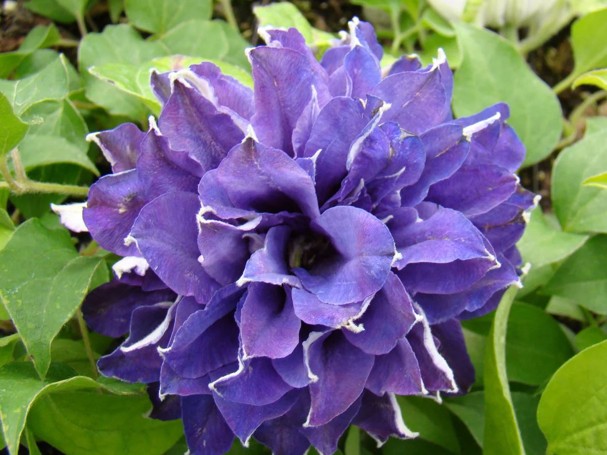 Clematis Shin-Shigyoku - imagine 2