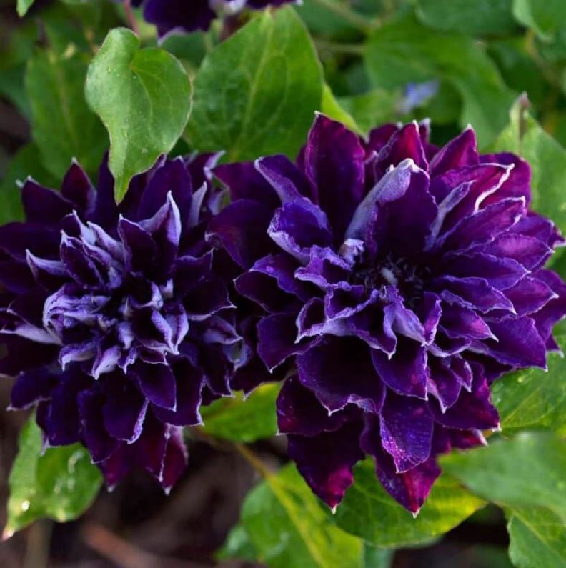 Clematis Shin-Shigyoku - imagine 4