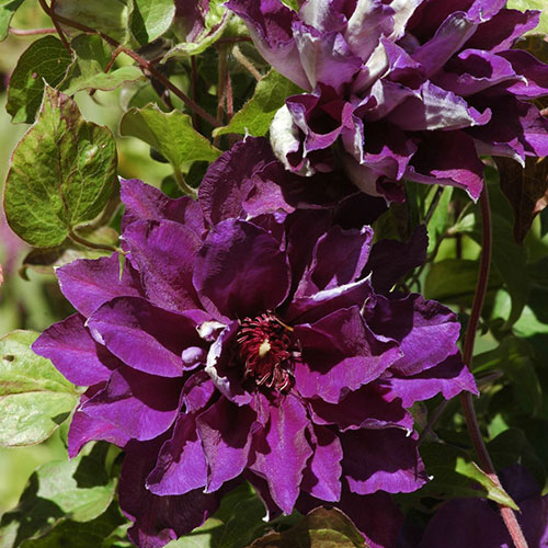 Clematis Shin-Shigyoku