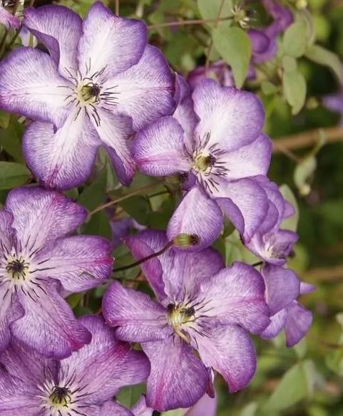 Clematis Super Nova - imagine 2