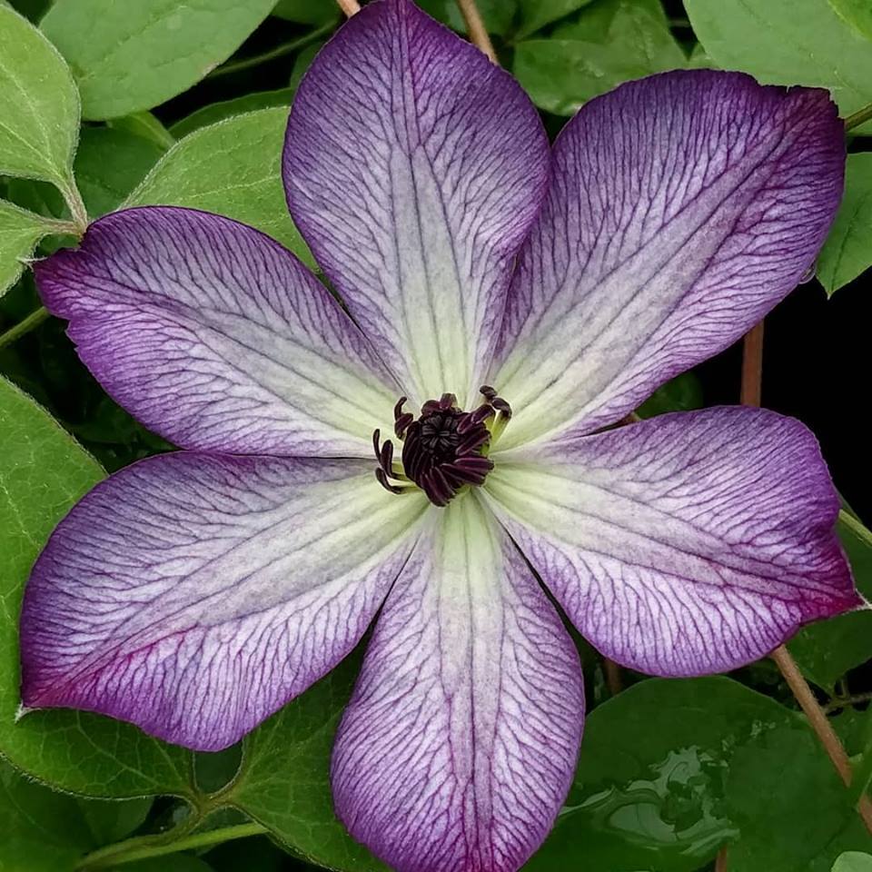 Clematis Super Nova - imagine 3