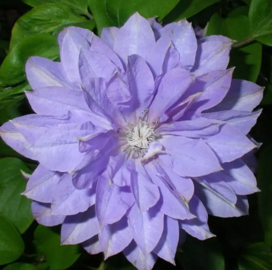 Clematis Teshio - imagine 5