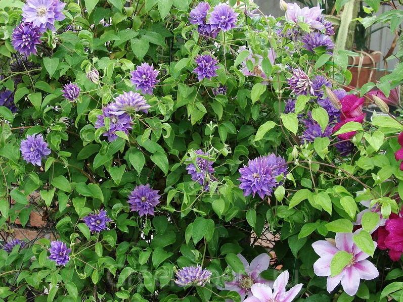 Clematis Teshio - imagine 3