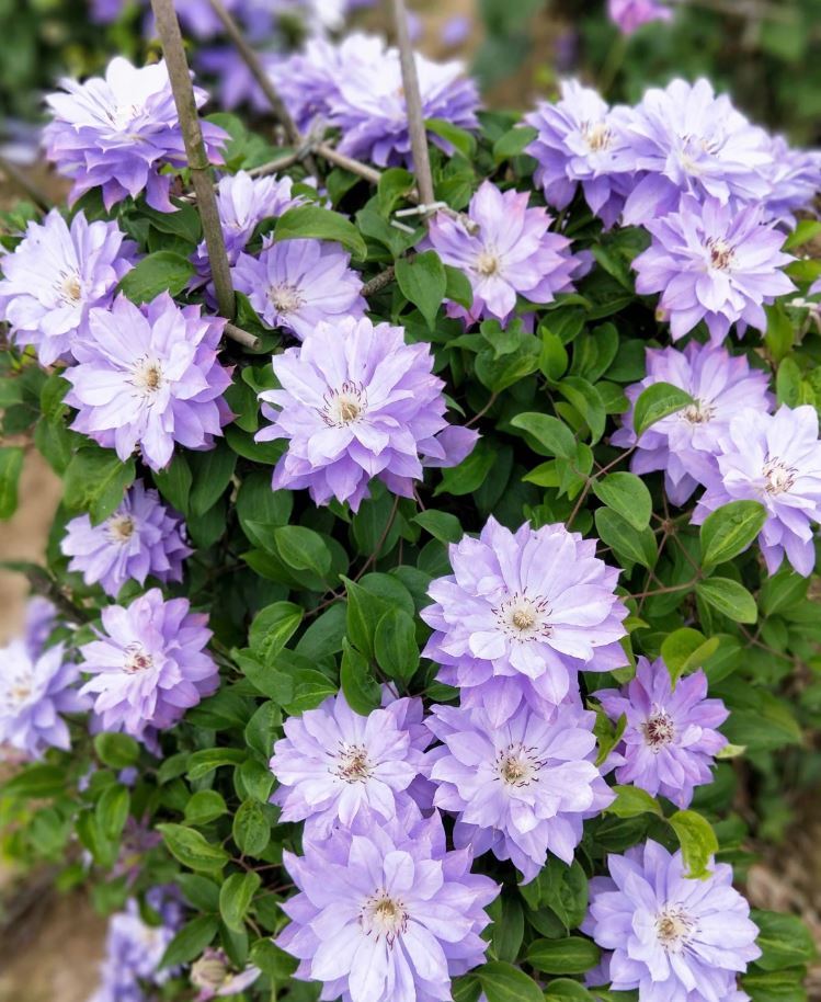 Clematis Teshio - imagine 2