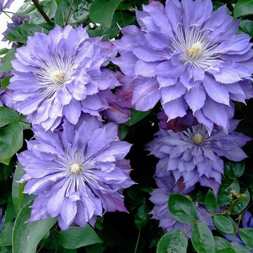 Clematis Teshio