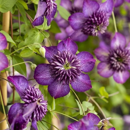 Clematis Welcome Home