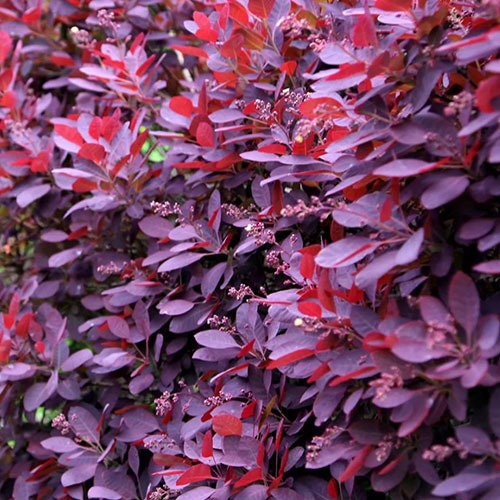 Cotinus coggygria Royal Purple