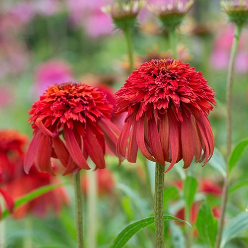 Echinacea Hot Papaya