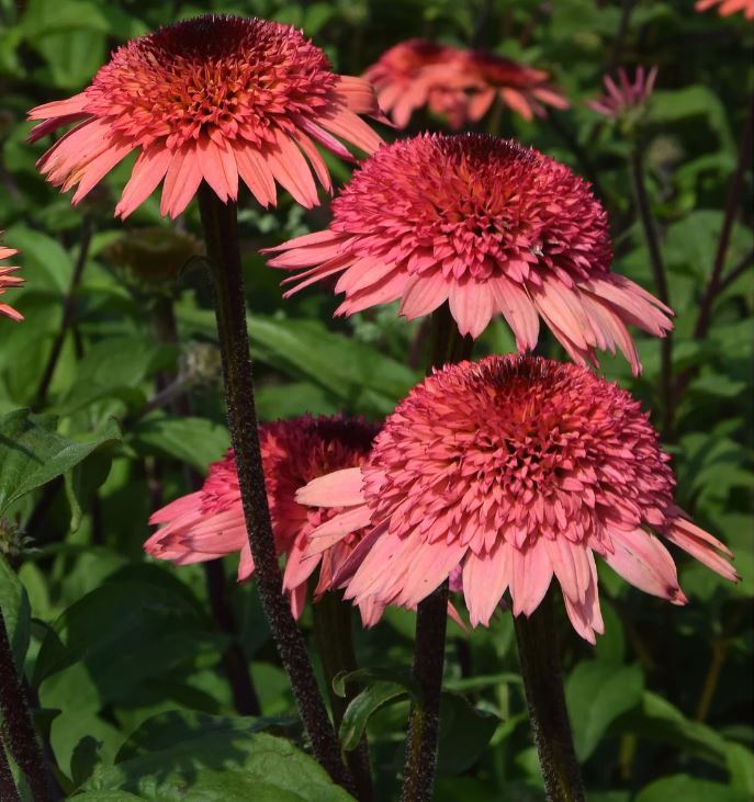 Echinacea Raspberry Truffle - imagine 3