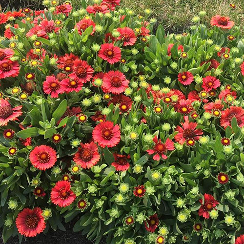 Gaillardia Spintop Red