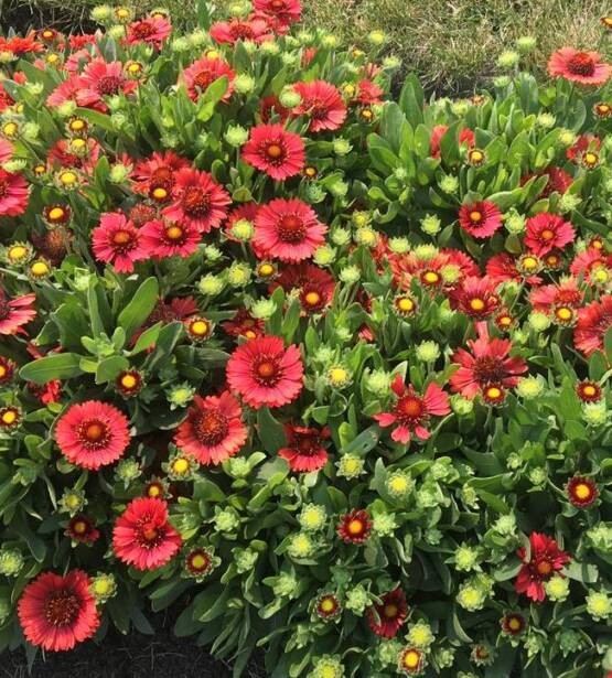 Gaillardia Spintop Red