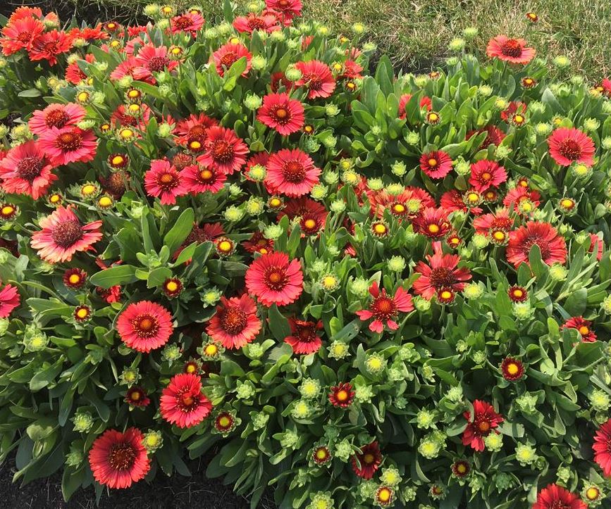 Gaillardia Spintop Red