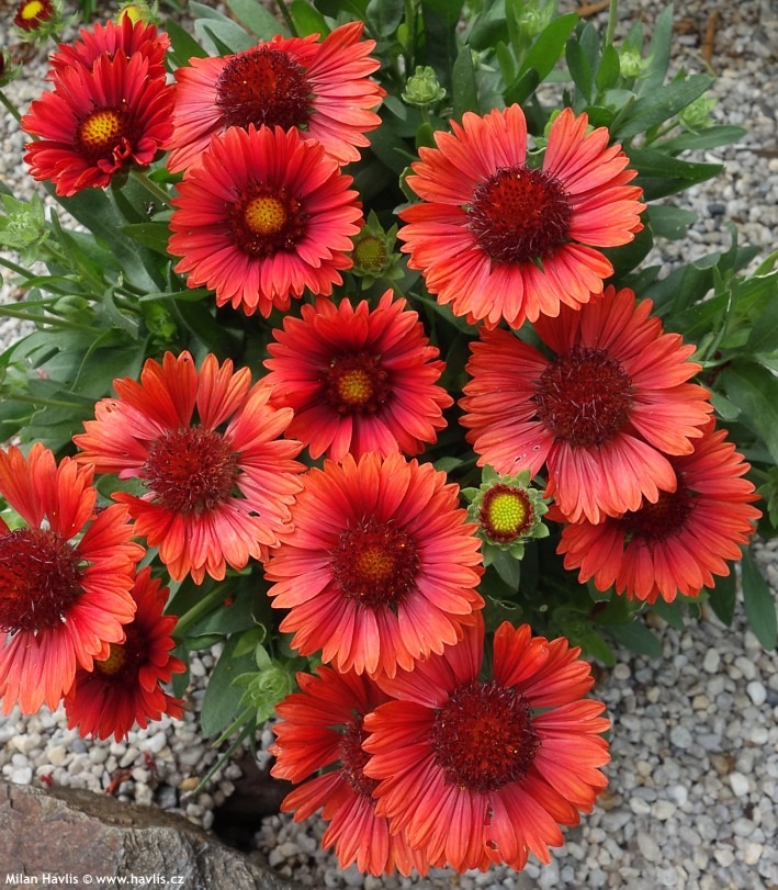 Gaillardia Spintop Red - imagine 3