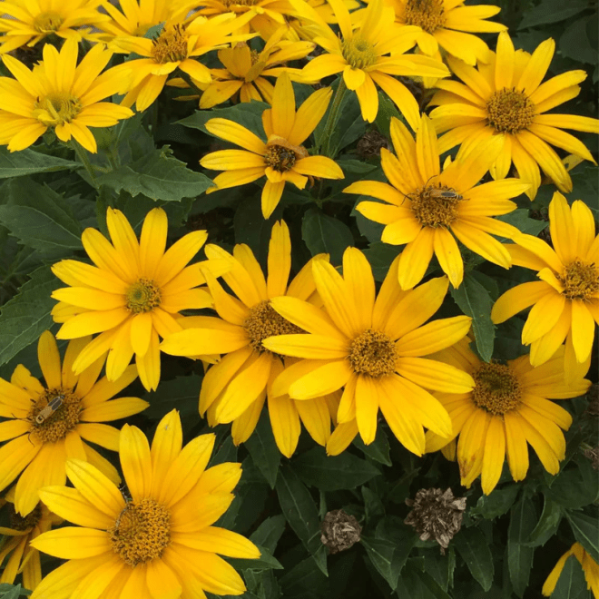 Heliopsis Oriole Single Yellow - imagine 3