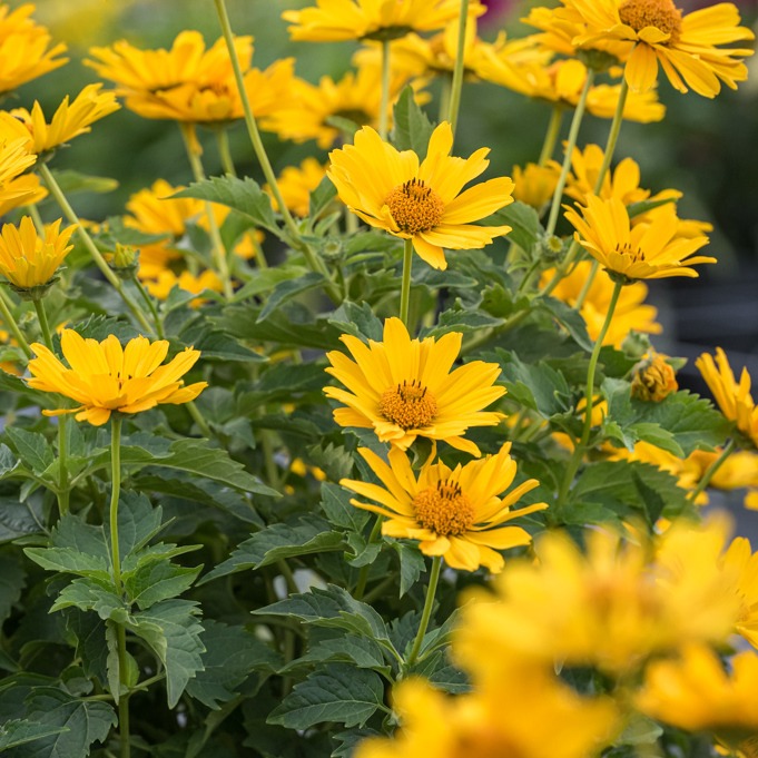 Heliopsis Oriole Single Yellow - imagine 2