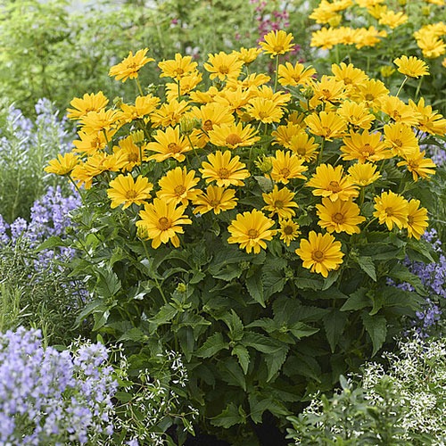Heliopsis Oriole Single Yellow